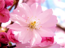 فرهنگ برهنگی و برهنگی فرهنگی