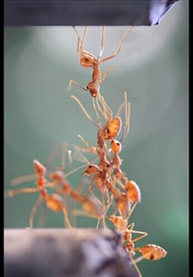 کمک کردن دردنیای مورچگان....